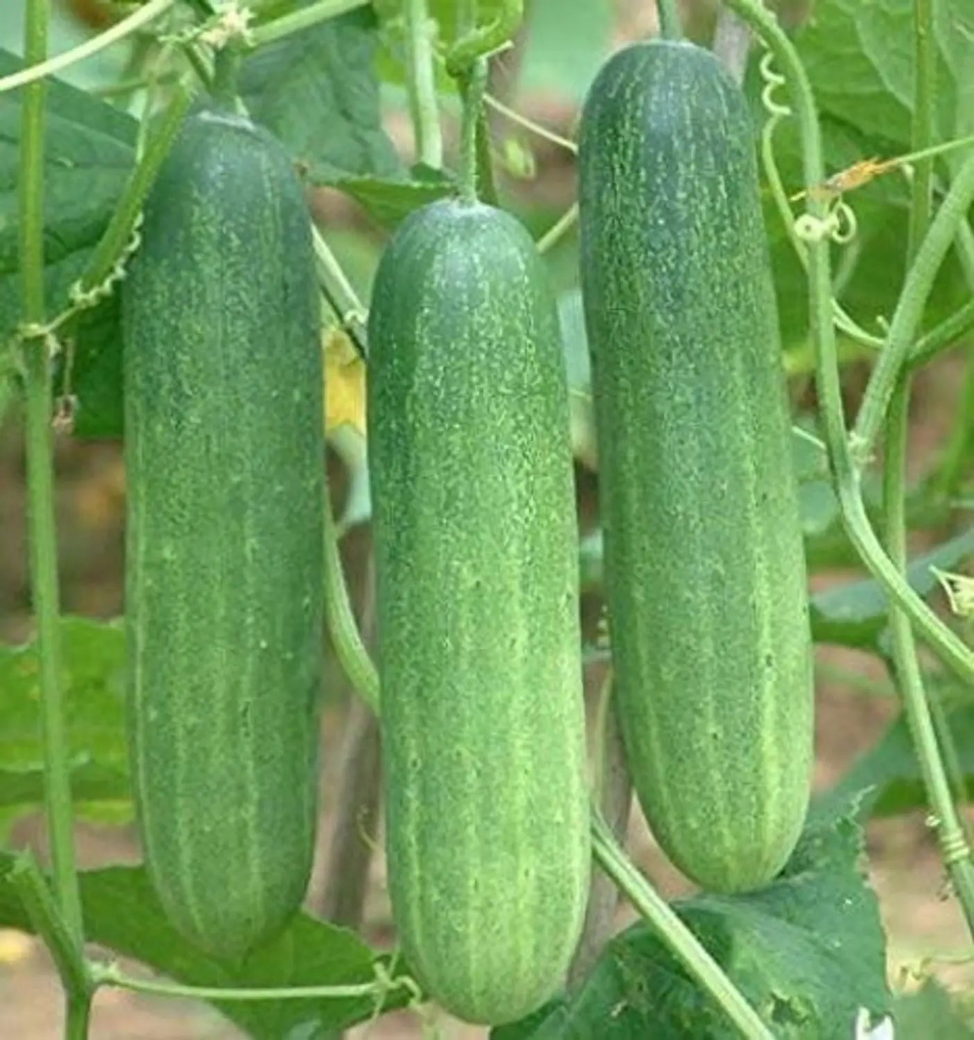 Cucumber seeds for home garden planting.