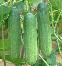 Cucumber seeds for home garden planting.