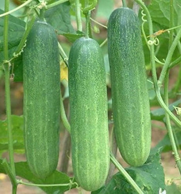 Cucumber seeds for home garden planting.