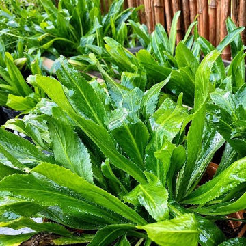 Culantro seeds for home herb garden planting