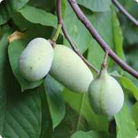 Cultivated Improved Pawpaw (Asimina triloba) seeds for planting in home gardens