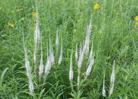White Culver's Root Plant Seeds for Garden Borders and Landscaping ? Fresh Herb for Your Garden
