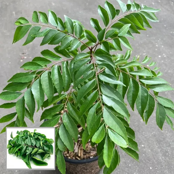 Fresh green curry leaves plant suitable for kitchen gardening.
