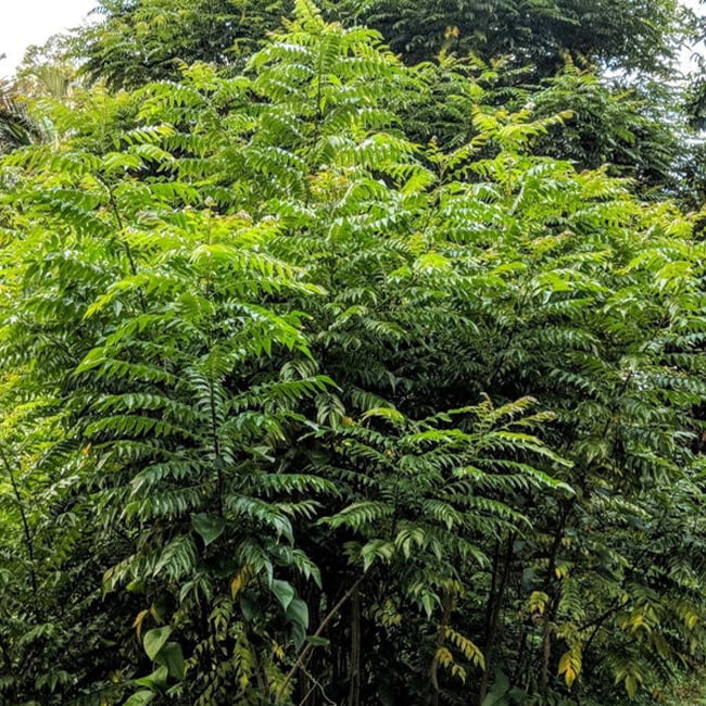 Curry Leaf Plant Seeds for Planting -Heirloom & Non-GMO Garden Seeds