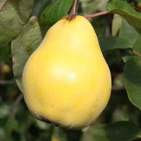 Cydonia oblonga seeds suitable for raised beds and large containers.