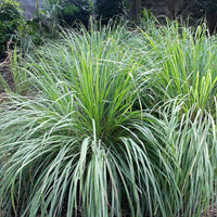 Cymbopogon flexuosus (West Indian Lemongrass) ? Aromatic & Versatile Herb