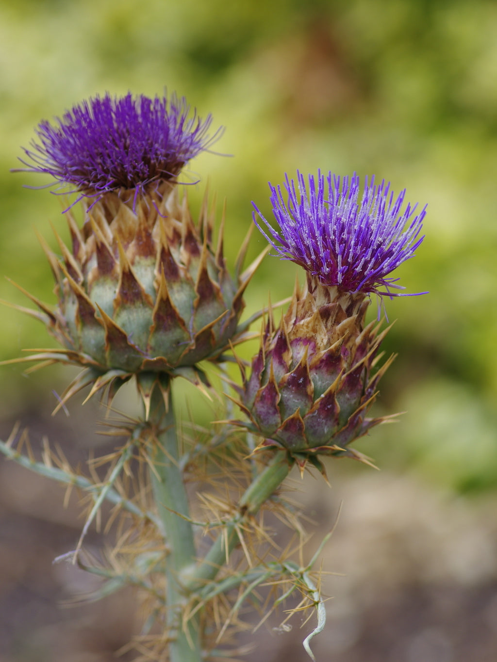 Blue Cardoon Seeds for Planting – Organic, Heirloom, Non-GMO Flower Seeds