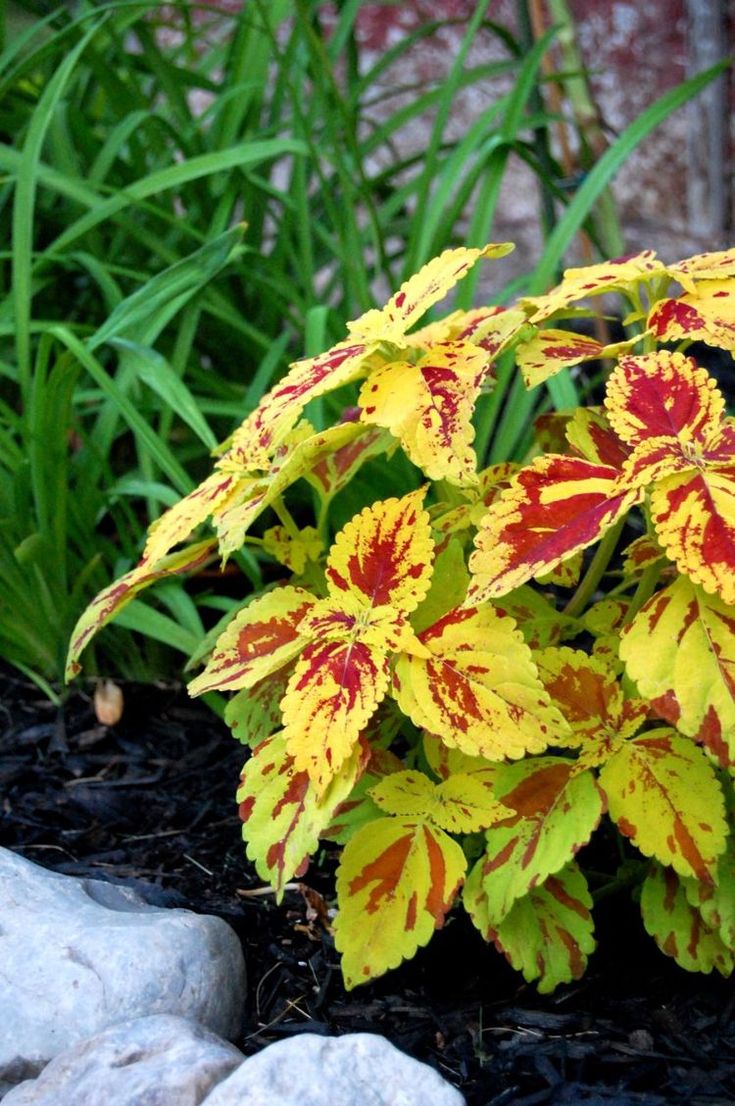 Yellow Coleus Plant Seeds for Planting - Heirloom and Non-GMO Garden Seeds