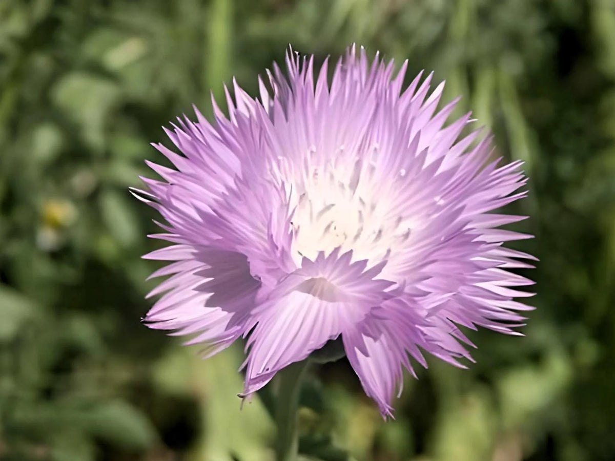 Heirloom Moschata Flower Seeds for Garden Planting, Non-GMO, Fragrant Blooming Variety