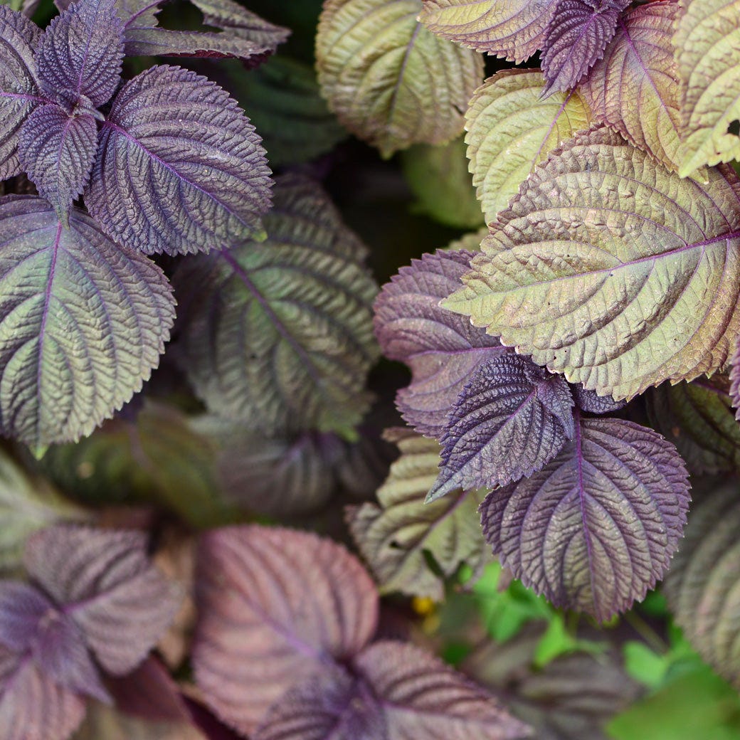 Purple Perilla Mint Herbal Seeds for Planting heirloom & Non-GMO Seeds