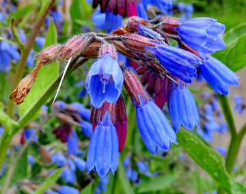 Heirloom Non-GMO Violet Symphytum Flower Seeds for Healing Herb and Pollinator Garden Planting