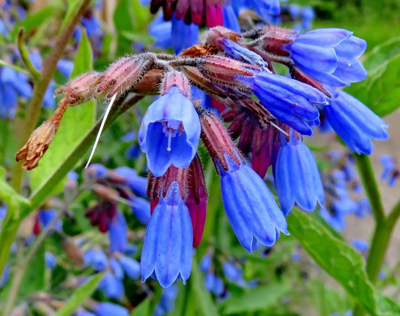 Heirloom Non-GMO Violet Symphytum Flower Seeds for Healing Herb and Pollinator Garden Planting