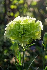 Heirloom Non-GMO Green Carnation Flower Seeds for Planting – Vibrant Ornamental Seeds