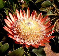 Orange Protea Flower Seeds for Planting - 100 pcs
