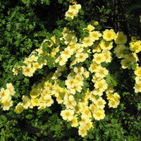 Xanthina Rose Flower Seeds for Planting – 100 pcs, Heirloom, Non-GMO Garden Seeds