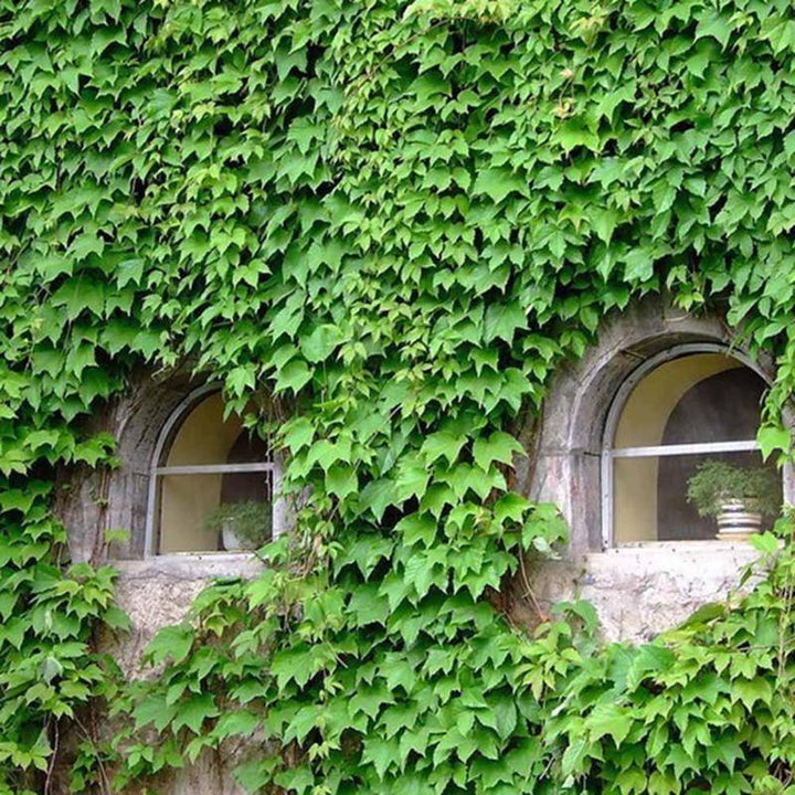 Heirloom Non-GMO Ivy Plant Seeds for Planting ƒ?? Light Green Foliage for Ground Cover and Hanging Gardens