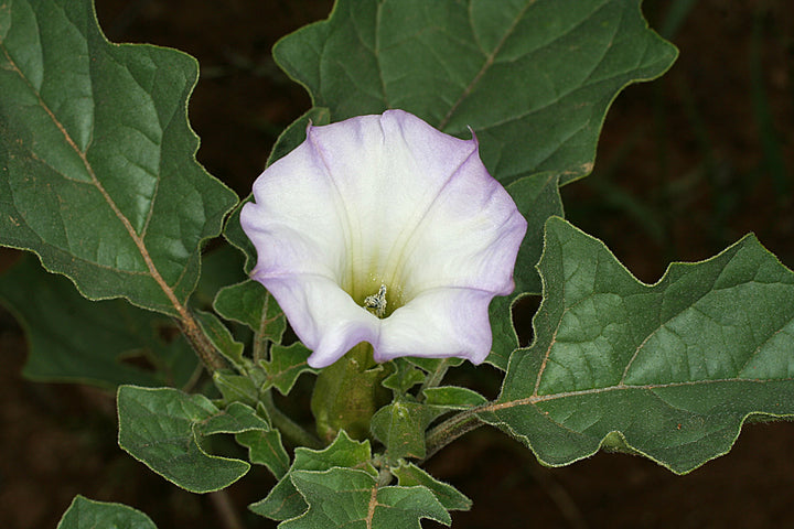 Mix Quercifolia Flower Seeds for Planting - NON GMO Seeds