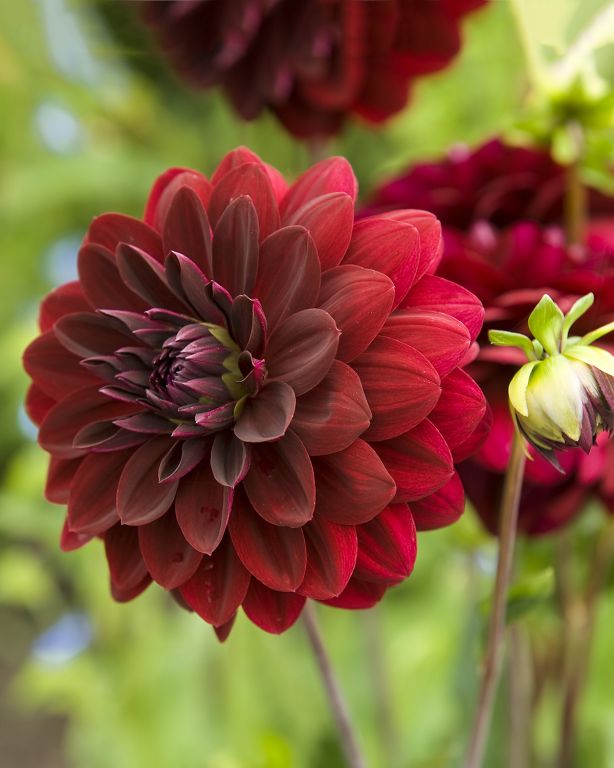 Arabian Night Dahlia Flower Seeds for Planting - Heirloom and Non-GMO garden seeds
