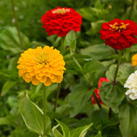 Dahlia ornamental flower seeds for decorative outdoor garden landscapes.