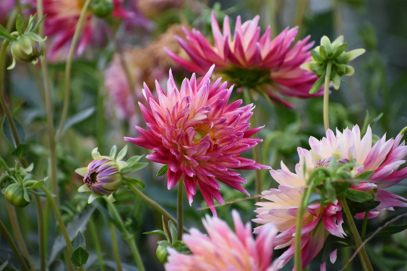 Healthy dahlia plants adding vibrant color to borders and containers.

