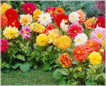 Giant Flower Seeds â€“ Heirloom, Non-GMO Seeds for Planting Bold and Colorful Garden Blooms for planting in home garden