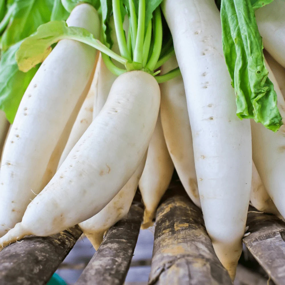 Fresh white daikon radish growing in a garden bed.