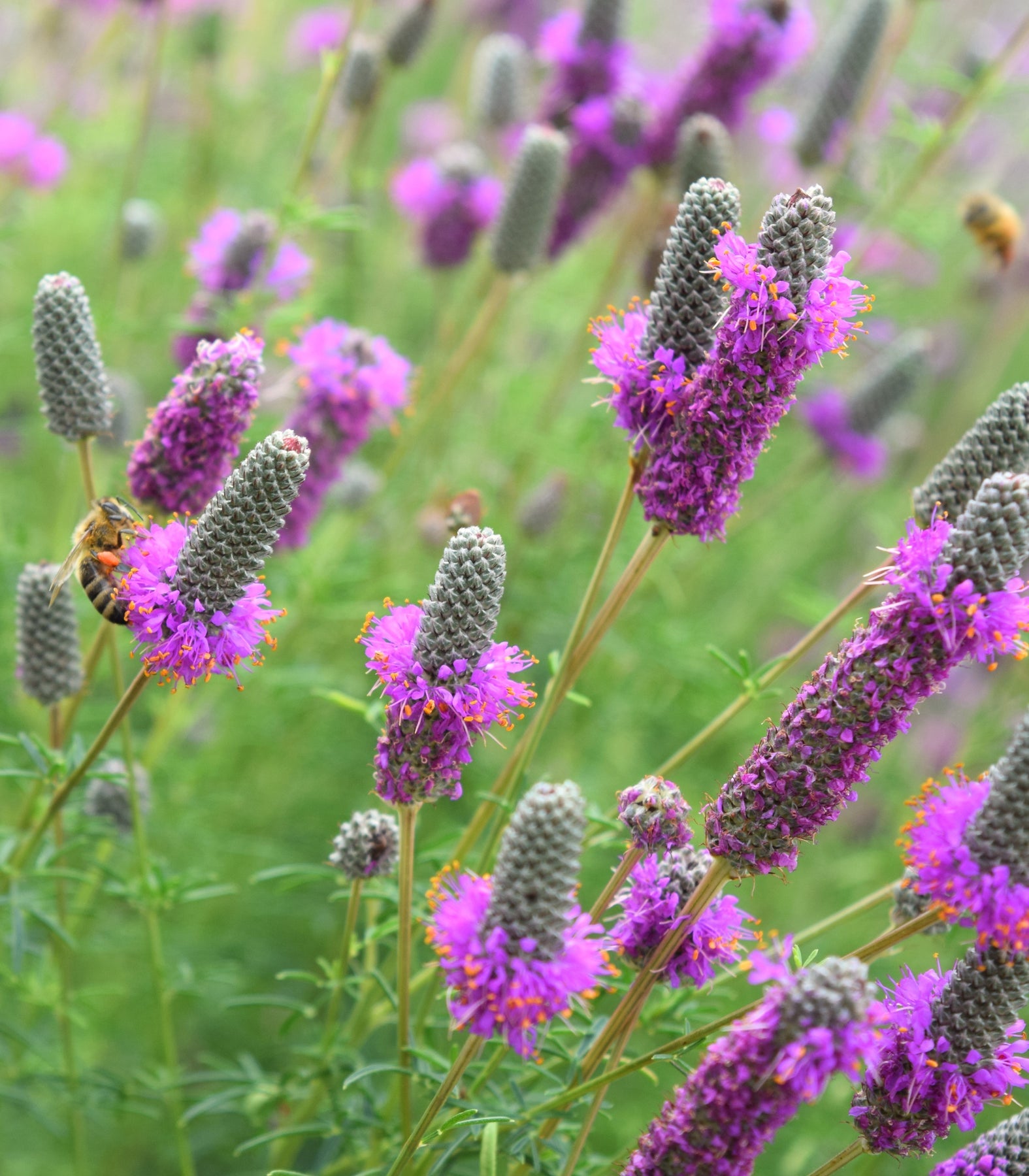 Heirloom Non-GMO Dalea Purpurea Flower Seeds for Planting – Pollinator-Friendly Purple Prairie Blooms - Non-GMO for planting in home garden