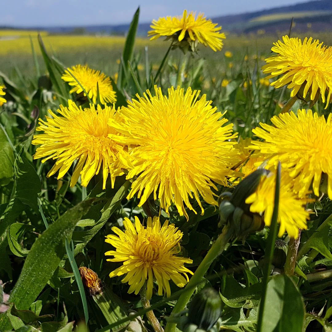 Dandelion wildflower seeds for planting in home gardens and natural landscapes.