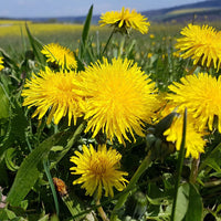 Dandelion wildflower seeds for planting in home gardens and natural landscapes.