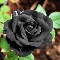 Dark Black Rose seeds for ornamental rose gardens and landscape planting.