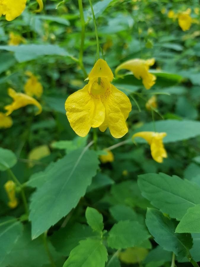 Heirloom Non-GMO Impatiens Balsamine Flower Seeds for Planting – Vibrant Shade-Loving Blooms