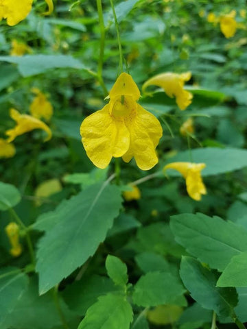 Heirloom Non-GMO Impatiens Balsamine Flower Seeds for Planting – Vibrant Shade-Loving Blooms - Non-GMO for planting in home garden