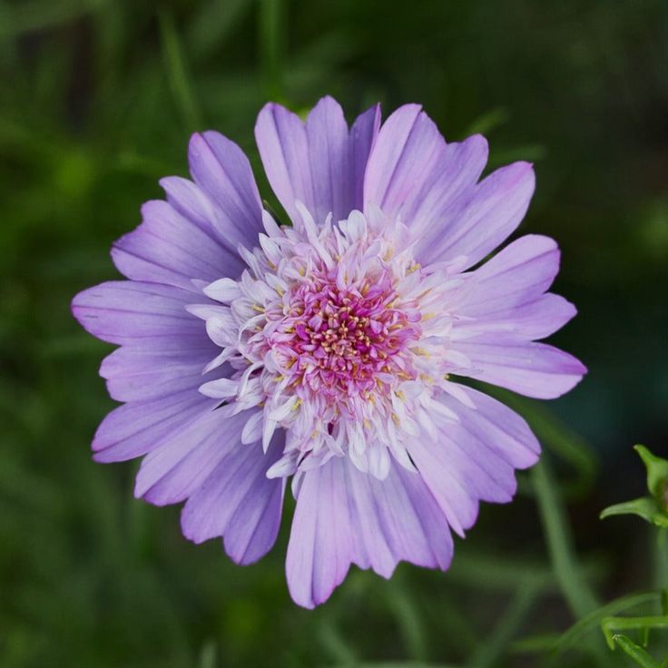 Cosmos Popsocks Pink Flower Seeds for Planting for planting in home garden