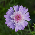 Cosmos Popsocks Pink Flower Seeds for Planting for planting in home garden