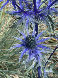 Heirloom Non-GMO Alpinum Flower Seeds for Planting – Hardy Alpine Garden Blooms