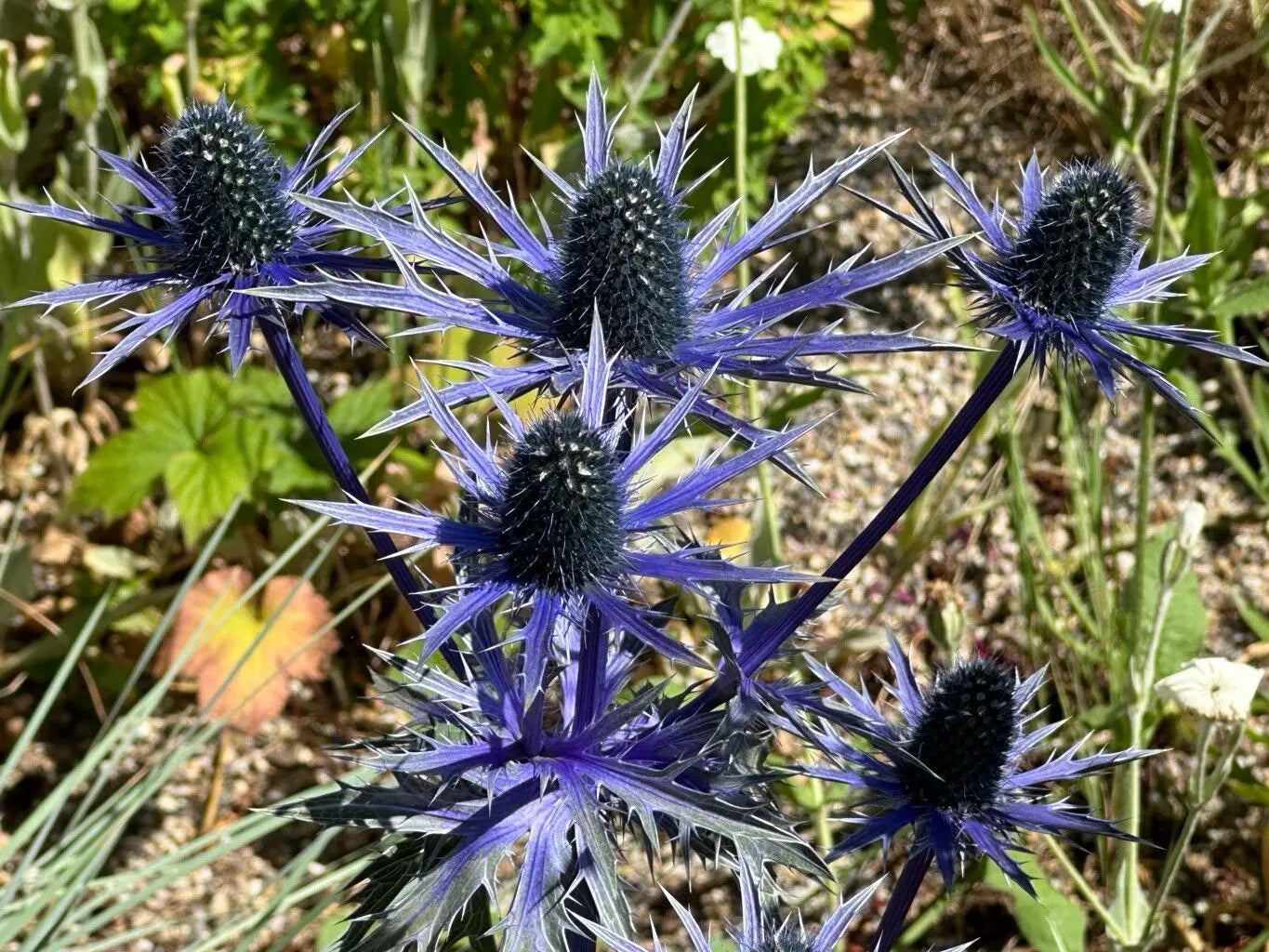 Heirloom Non-GMO Alpinum Flower Seeds for Planting – Hardy Alpine Garden Blooms - Non-GMO for planting in home garden