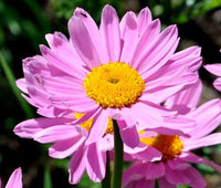 Pink Robinsons Flower Seeds for Planting - NON GMO Seeds