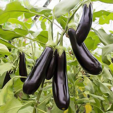 De Barbentane Eggplant Solanum melongena for planting in urban garden