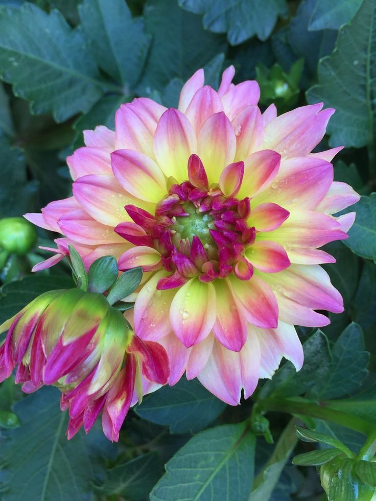Pink Multi-Color Dahlia Flower Seeds