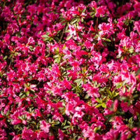 Compact Japanese Azalea shrub with deep pink flowers in full bloom.