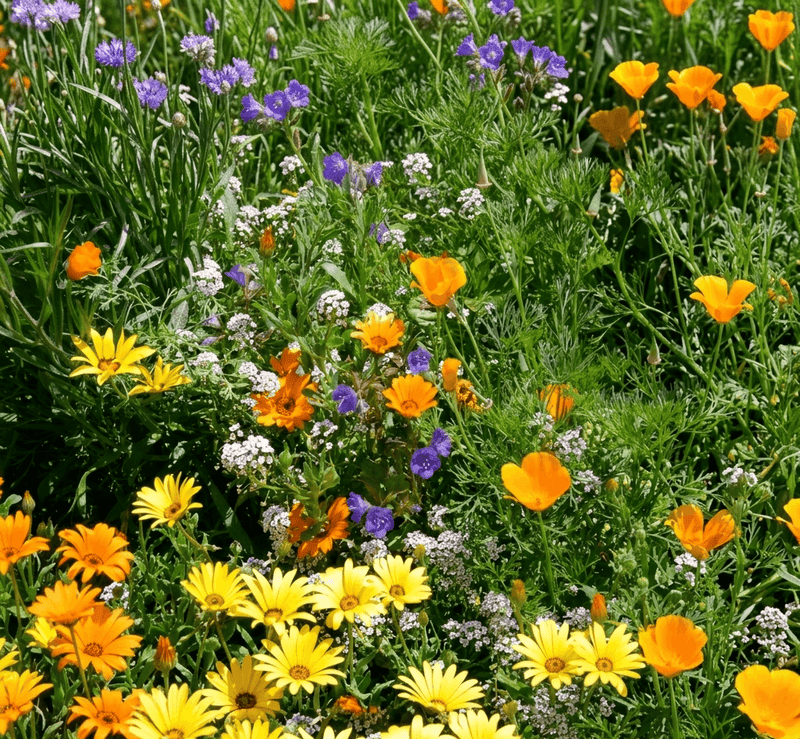 Deer-resistant wildflower seeds for natural garden planting