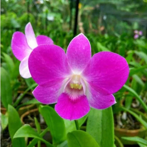 Dendrobium Flower Seeds Lavender for Planting, NON GMO Seeds