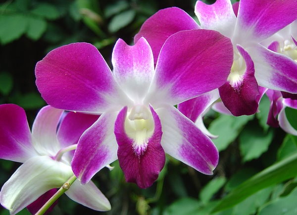 Dendrobium Flower Seeds Lavender for Planting, NON GMO Seeds