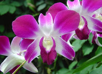 Dendrobium Flower Seeds Lavender for Planting, NON GMO Seeds