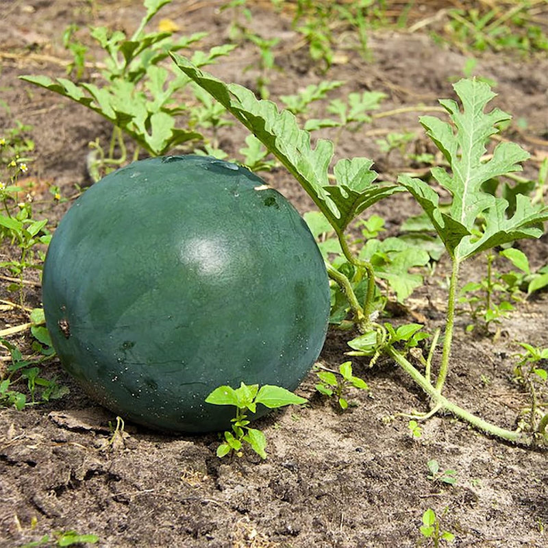 Densuke Watermelon seeds for planting in home gardens and raised beds.