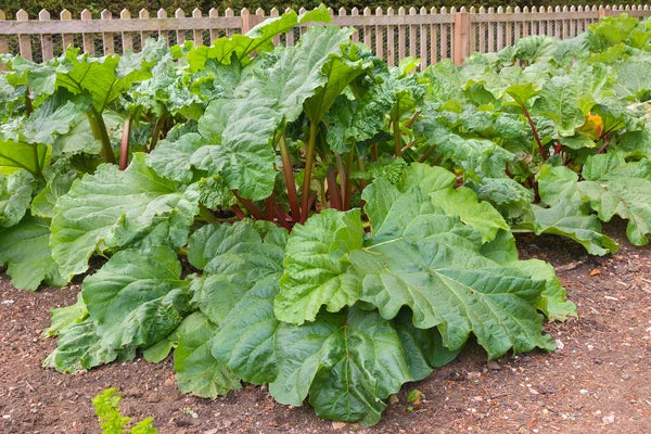 Ruibarbo Plant Seeds for Planting -Heirloom & Non-GMO Seeds Scientific Name Placeholder for planting in home garden