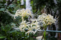 Heirloom Non-GMO Lycoris Radiata Flower Seeds for Planting – Red Spider Lily Perennial Blooms