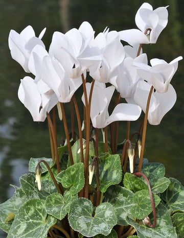 White Cyclamen Flower Seeds for Planting-100 pcs for planting in your garden.