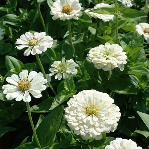 Heirloom White Zinnia Salmon Flower Seeds for Planting – Non-GMO, Vibrant Blooms