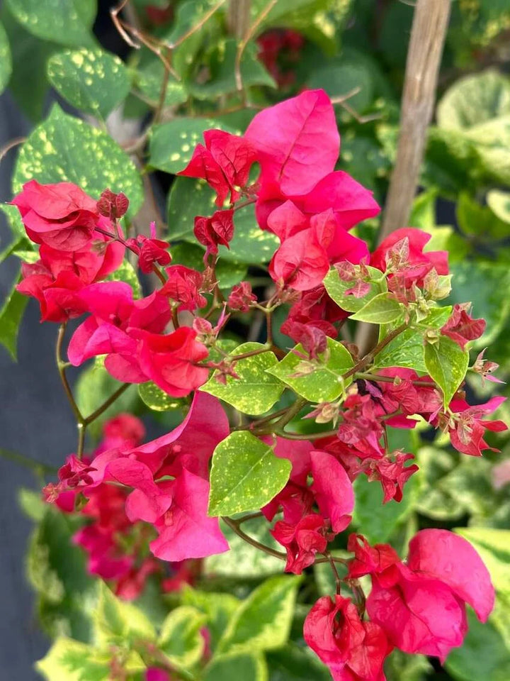 Buganvilla Flower Seeds for Planting - NON GMO Seeds